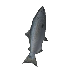 gray_mullet