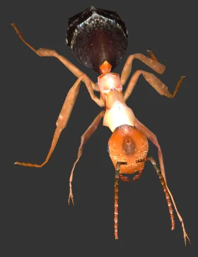 ant